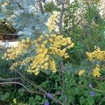 Acacia baileyana Цветок