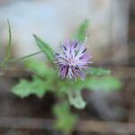 Carduus argentatus Blomst