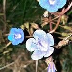Phacelia campanularia Квітка