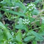 Valeriana woodsiana Květ