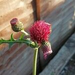 Cirsium rivulare Blüte