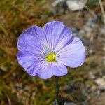 Linum lewisii Flower