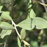 Tarchonanthus camphoratus Leaf