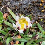 Werneria pygmaea Floare