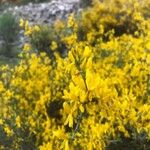 Cytisus galianoi Fleur