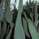 Opuntia engelmannii Corteccia