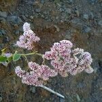 Limonium tuberculatum Blüte