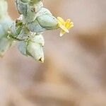 Caroxylon incanescens Flower