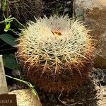 Ferocactus cylindraceus Foglia