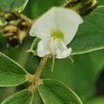Ophrestia hedysaroides Flor