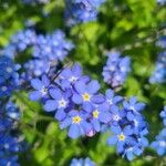 Myosotis alpestrisBlomst