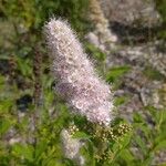 Spiraea salicifolia പുഷ്പം