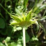 Geum pyrenaicum Cvet