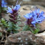 Veronica nummularia 花