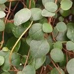 Peperomia rotundifolia Hoja