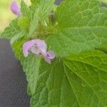 Lamium hybridumFlower