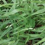 Chasmanthium latifolium Blatt