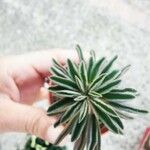 Peperomia asperula Hoja