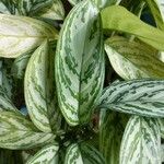 Aglaonema commutatum Blad