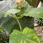 Sparrmannia africana Flower