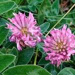Trifolium medium Fleur
