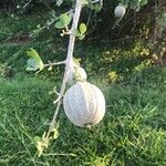 Gardenia volkensii Frucht