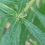 Leonotis leonurus Leaf