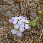 Cakile maritima 花