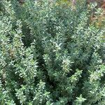 Thymus vulgaris List