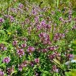 Thymus serpyllumFlor