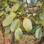 Ficus craterostoma Blatt