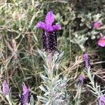 Lavandula stoechas Blüte
