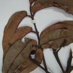 Trattinnickia rhoifolia Egyéb