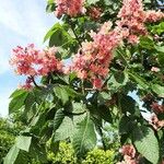 Aesculus carnea Flower