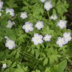 Nemophila phacelioides Цвят