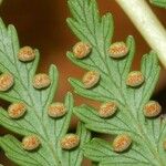 Calochlaena straminea Leaf