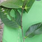 Lacmellea aculeata List