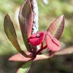 Euphorbia tardieuana Flor