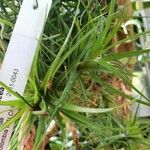 Tillandsia paleacea Yaprak