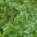 Prostanthera cuneata Yaprak