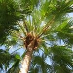 Washingtonia filifera অভ্যাস