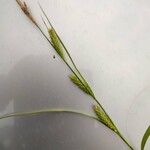 Carex hirta 花