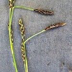 Carex sempervirens Fula