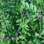 Vicia sativa Habitus