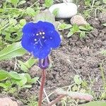 Phacelia campanularia Flower