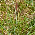 Carex flacca Frucht