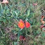 Hieracium aurantiacumফুল