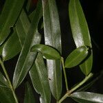 Podocarpus guatemalensis برگ