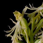 Platanthera lacera Flower