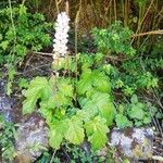 Francoa appendiculata Φύλλο